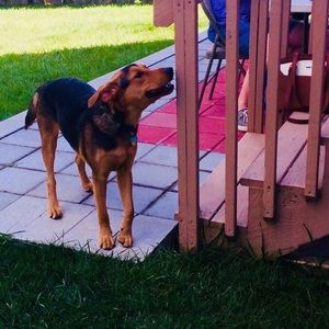 Meet your Posher, Alexa